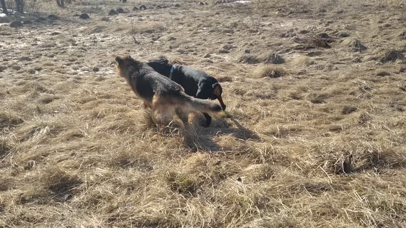 Первая прогулка с тимом и тайсоном