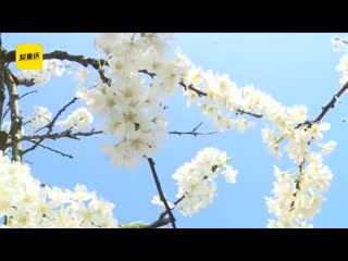 Plum and rapeseed flowers mp4