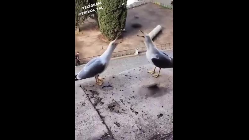 Жирные чайки