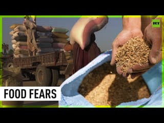 India to continue wheat export to countries in need