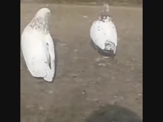 Когда не понимаешь намеки (vhs video)