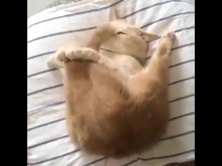 Кошачья йога