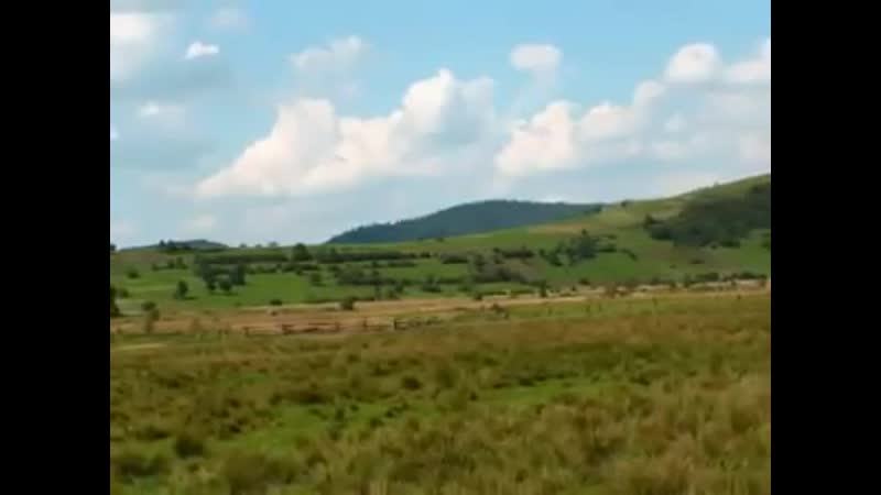 Квітка цісик черемшина