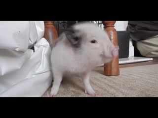 Свиной флекс