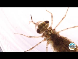 Dragonfly nymph feeding