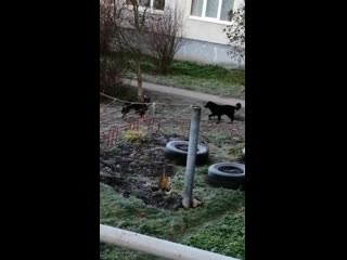 Vid 20201111 092202 mp4