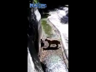 Raw video of man who fell into delhi white tiger enclosure and was eaten