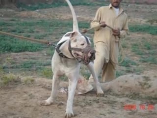 Pakistani porn dog pappu and 9 lakhiya