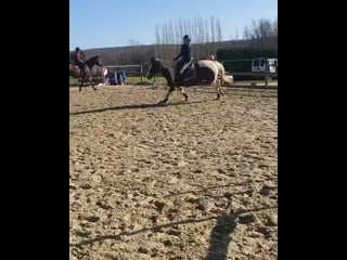 Vdm special cheval +