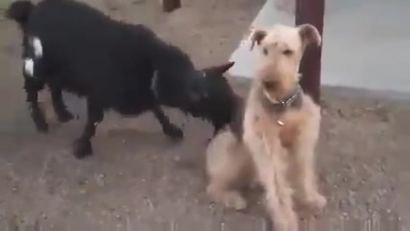 Как надо реагировать на козлов!