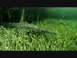 Take a deep breath and enjoy this saltwater crocodile cruising around the dusty sea floor