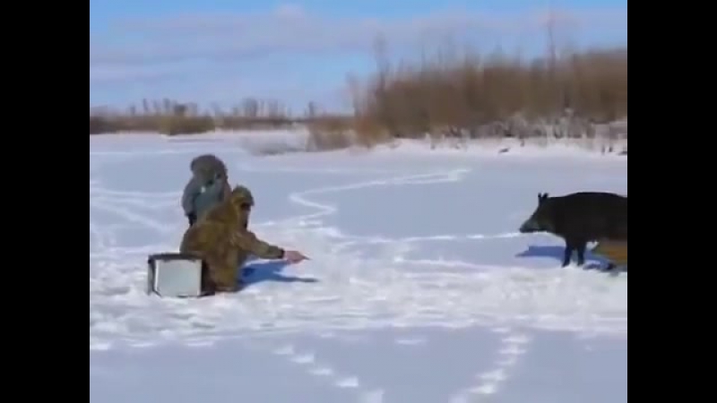 Кабаниха с выводком пришла к рыбакам