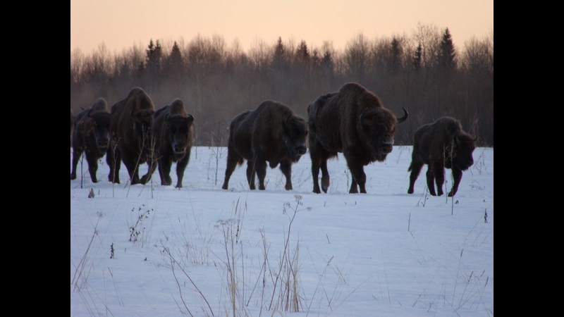 Сказание о вологодской корове