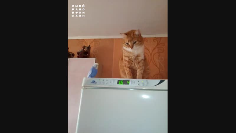 Праздничное настроение mp4