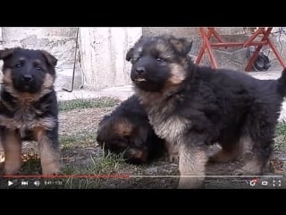 Funny long haired german shepherd puppies щенки немецкой