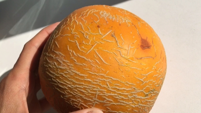 Дыни колхозница и торпеда