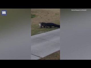 Гольф гольфом, а обед по расписанию (vhs video)