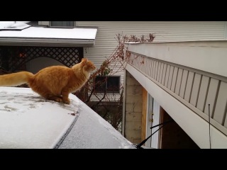 Опасный прыжок котэ