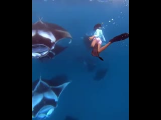 Taking a swim with giant mantas