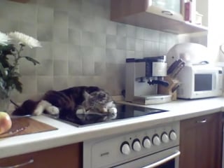 Кот грубиян огрызается, несуразно выражается и спорит с хозяйкой must see! [official]