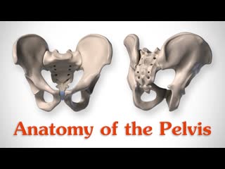 Anatomy of the pelvis for artists