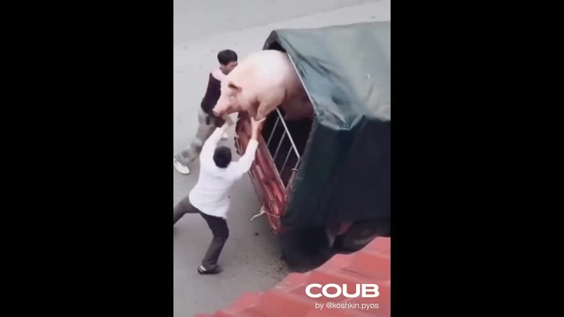 Волки позорные