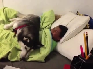 Do not bother my boy