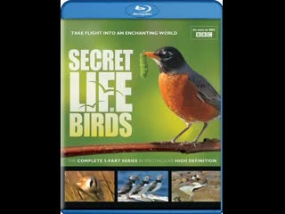 Тайная жизнь птиц / secret life of birds серия 5 созданные для жизни в уэльсе / designed for a welsh life