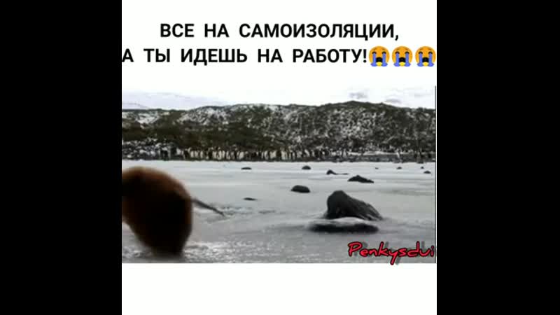 Пингвин идет на работу я заебался фул версия все сидят на самоизоляции а тебе надо идти на