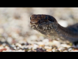 Iguana vs snake