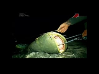 Mammoth catfish tall feet vs little boat