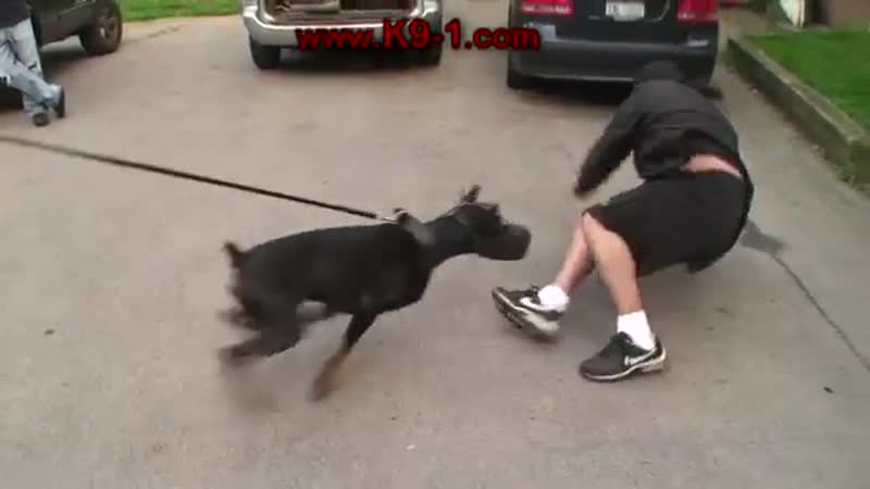 Doberman porn training mp4