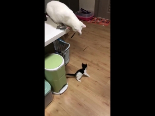 Mama kitty and her cute little kitten having some fun!