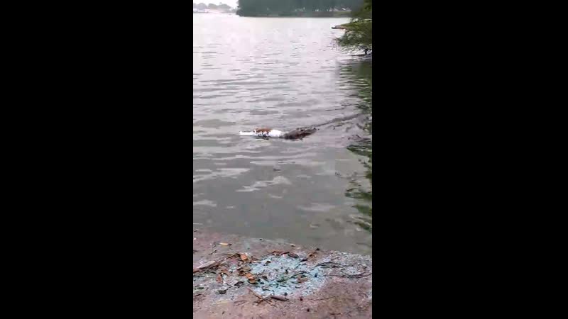 Крокодил с питбулем (croc and pit bull)