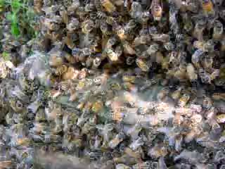 Пч0лы р0й заходит в улей