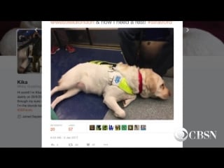 Скрытая камера на собаке поводыре показала немыслимое теперь это видео обсуждает весь интернет…