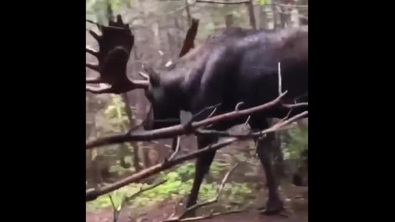 Величественный лось! красавец! ツ