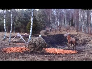 Эстония благородный олень любит молодую морковь, потому и зрение отличное red dee likes young carrots ))