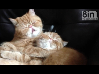 Два рыжих короткошёрстных кота брата облизываются / when love from brothers, seamus and angus, takes an unexpected turn