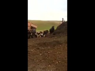 Выгружают коров агрофирма «лениногорская» татарстан (vhs video)