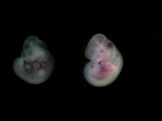 Mouse embryo developing over time