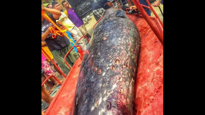 Киту, который выбросился на берег в филиппинах, посвятили скульптуру