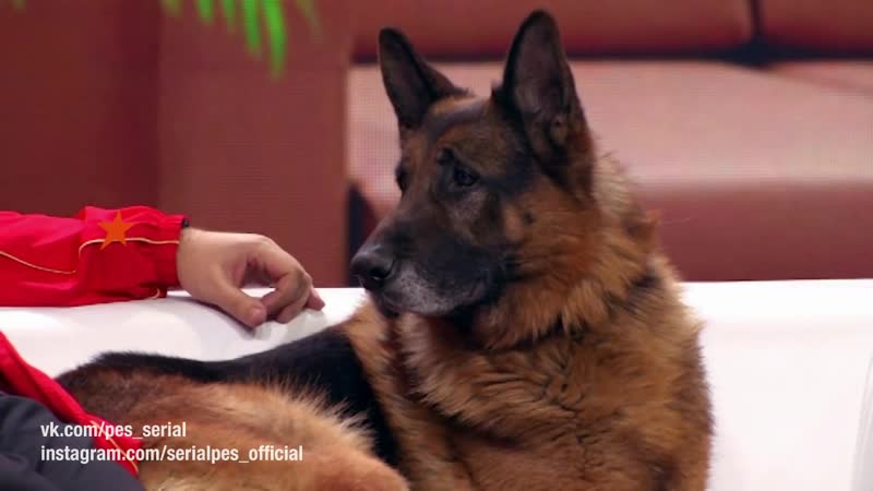 Пес в дизель шоу | начало в 2010 на ictv