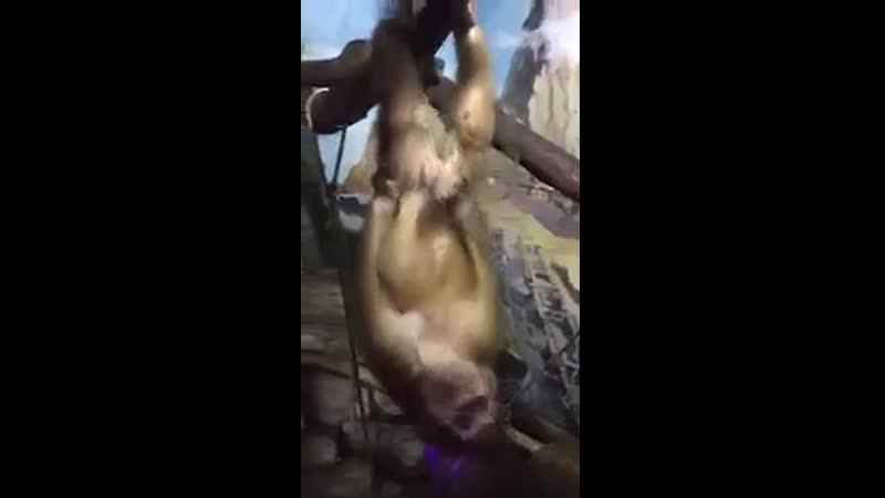 Обезьяна дрочит прикол