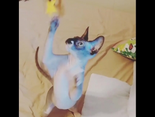 Sphynx frosya Porn HD Videos