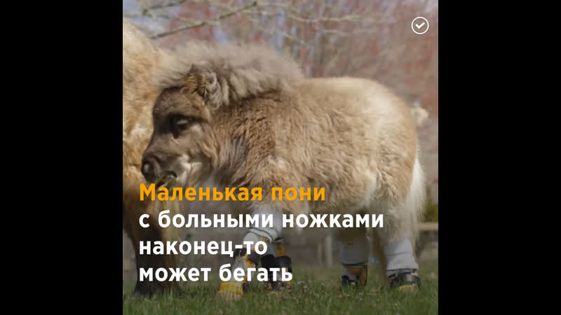 Мини пони научилась бегать