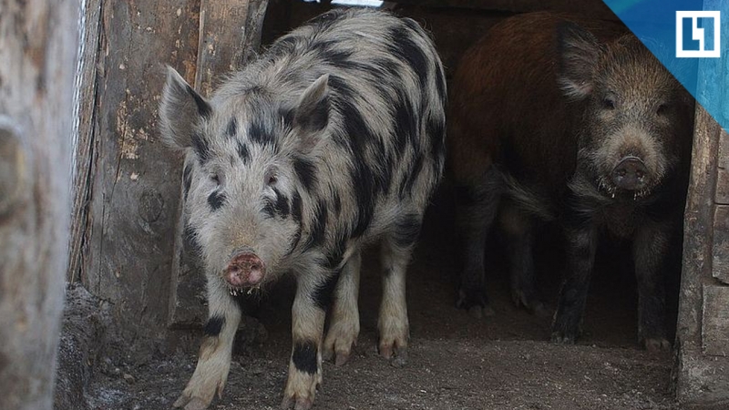 Кабан хряк стал отцом одиночкой