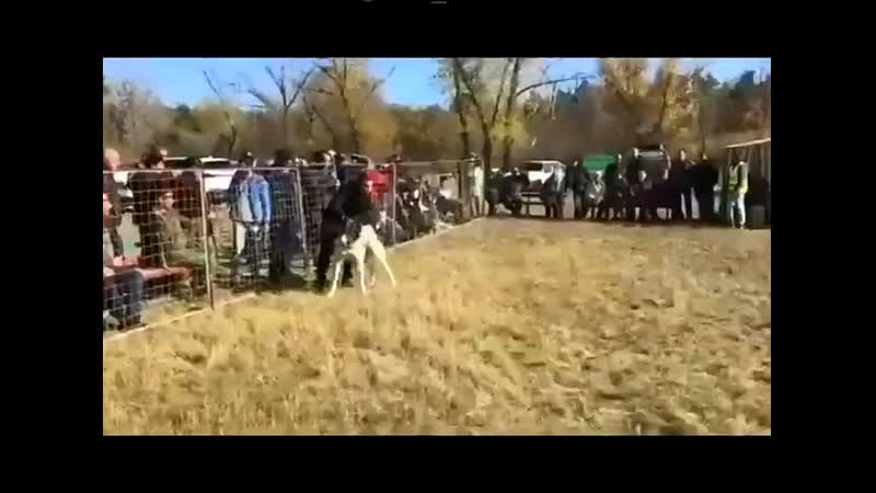 Алабай напал на хозяина