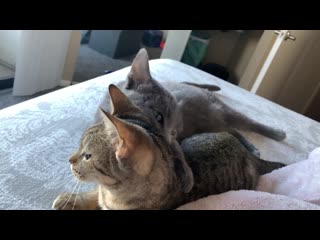 I got the tabby yesterday and an early fire alarm today resulted in them being crammed into a carrier together i don’t think th