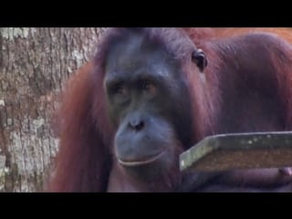 Sepilok orangutan rehabilitation centre, borneo, malaysia